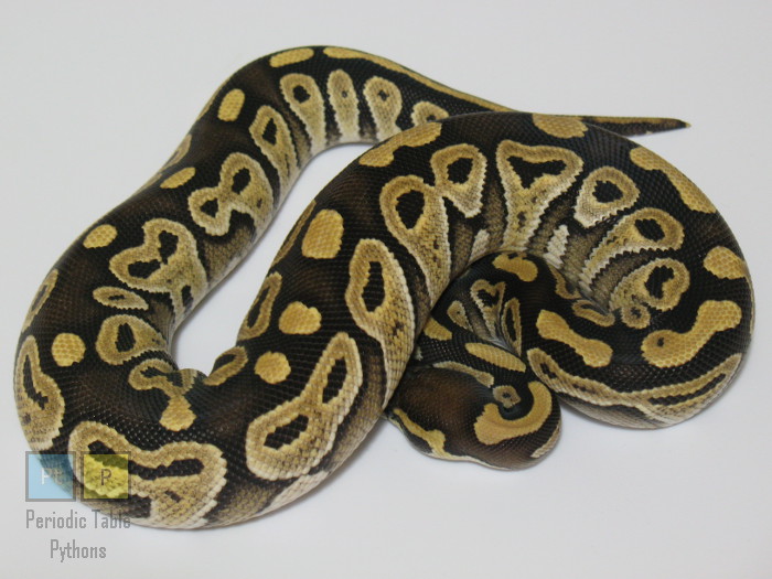 2015_IrU4_01.jpg