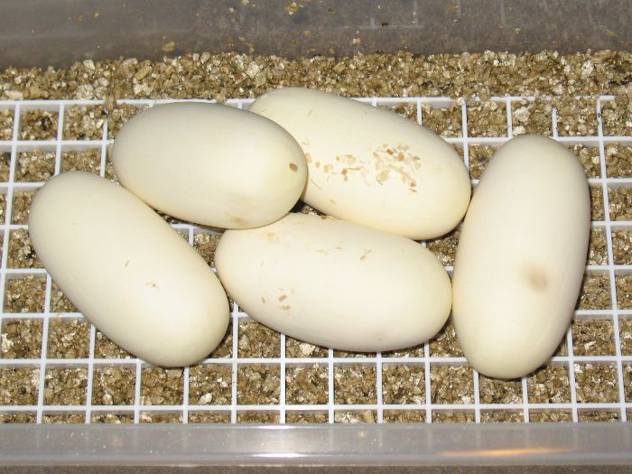 2012_002_BrBe_01.jpg